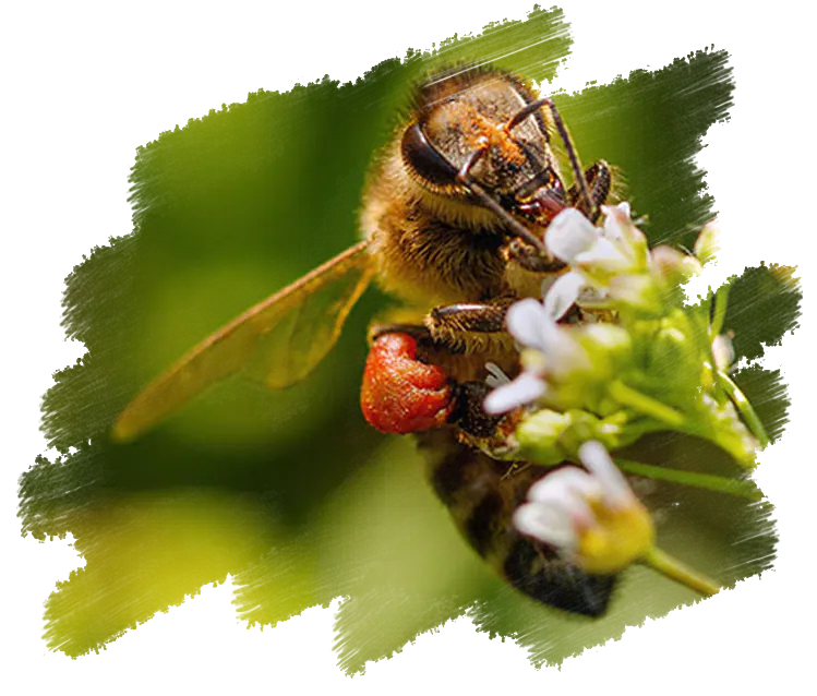 Paysagiste respectueux de la biodiversité dans le Vaucluse